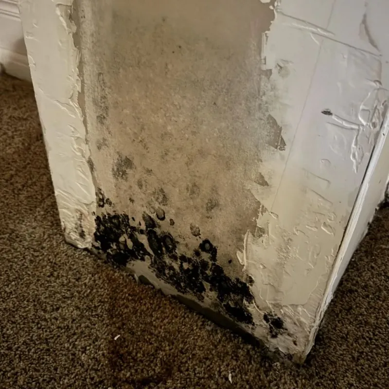 Professional Mold Removal in West Newton, PA